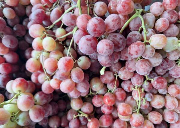 Buy fresh Red globe grapes from local producers near Nowra