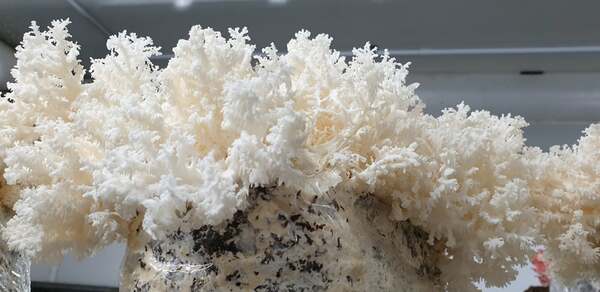 Organic Coral Tooth Mushroom