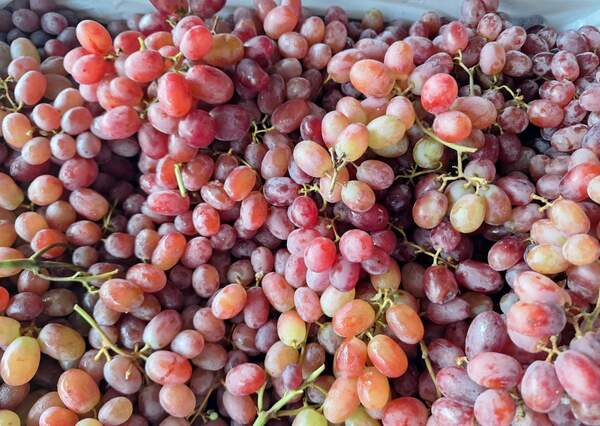 Buy fresh crimson grapes from local producers near Nowra