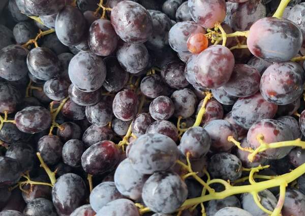 Buy fresh Adora grapes from local producers near Nowra