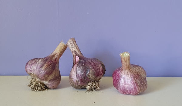 Monaro Purple Garlic, Organic Garlic for sale 