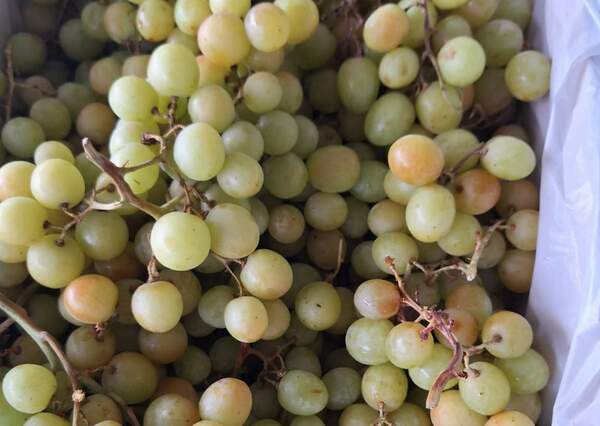 Buy fresh autumn crisp grapes from local producers near Nowra.